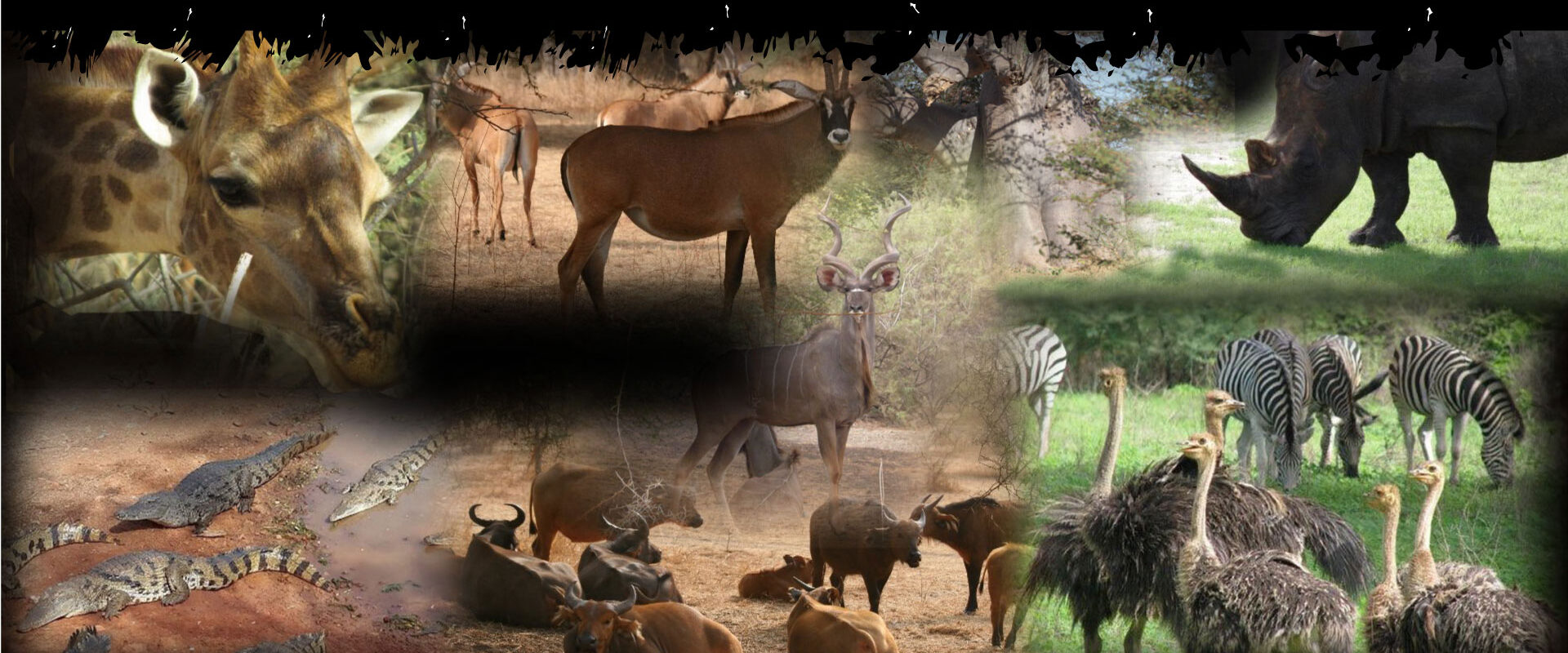 Safari: Reserve of Bandia